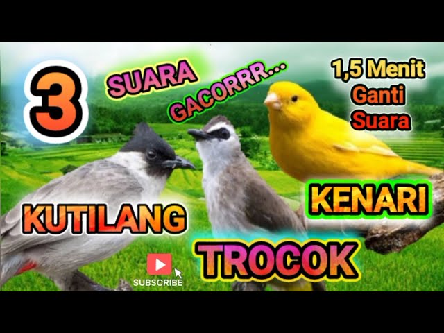 3 suara gacor, kutilang, trocok dan kenari ganti suara setiap 1.5 menit class=