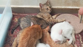 Cats Kittens Are 732 631 614 566 490 375 337 237 107 86 4 398 331 229195