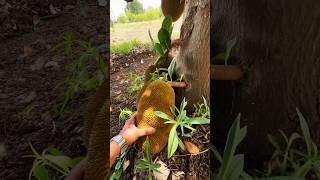 इतने सारे कटहल वो भी एक पेड़ पे 😱Indian Jackfruit 🇮🇳👩‍🌾 #gharkikheti #jackfruit #amazing