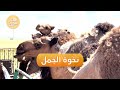لحم الجمل يزيد النخوة أقوال شعبية عن الجمل 