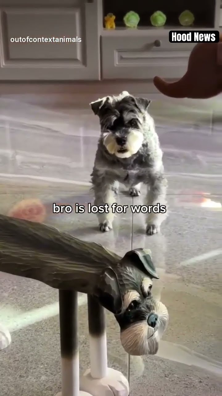 Bro is lost for words #hoodnews #dog #dogs #doglover #dogshorts #doglife #dogsofinstagram #how #wow