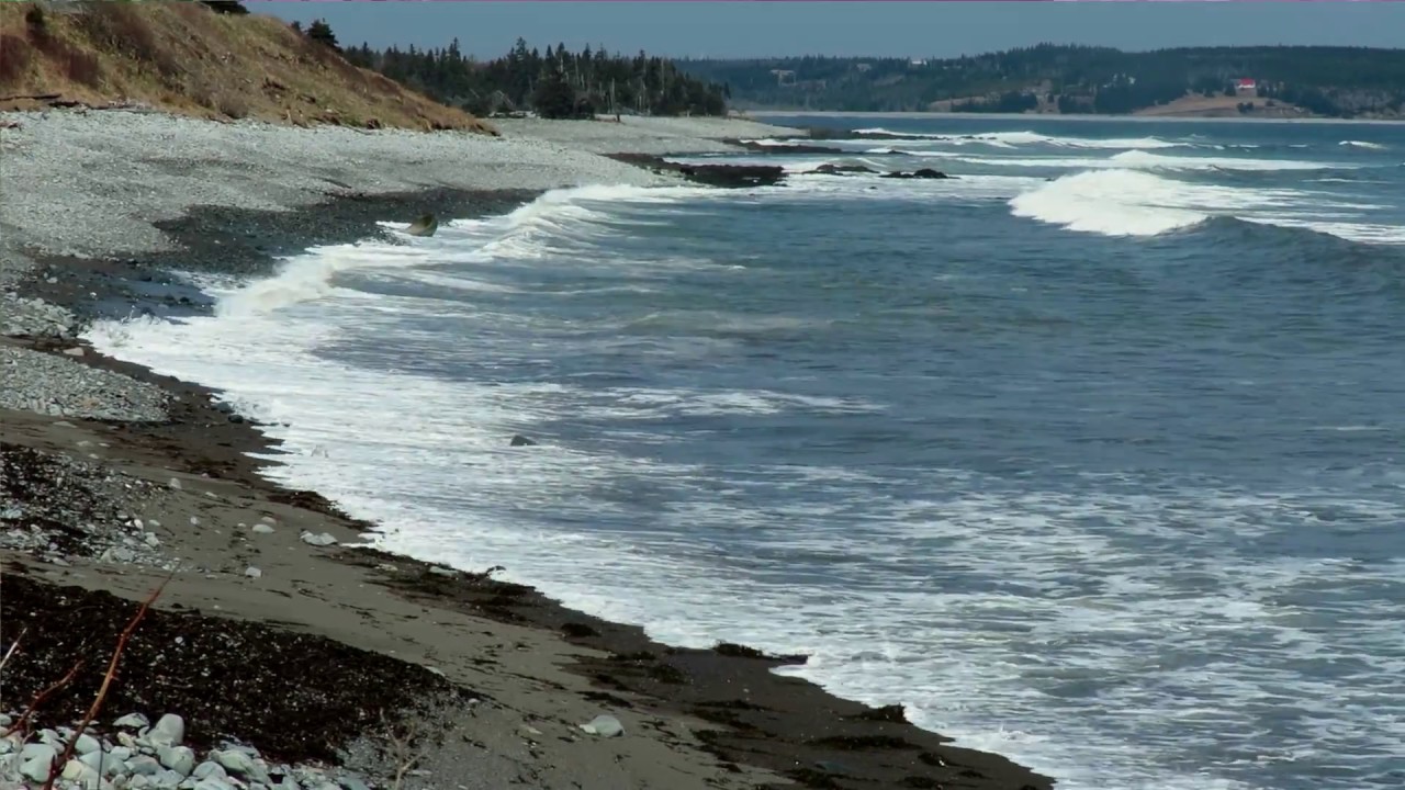Cowbay Surf Nova Scotia YouTube