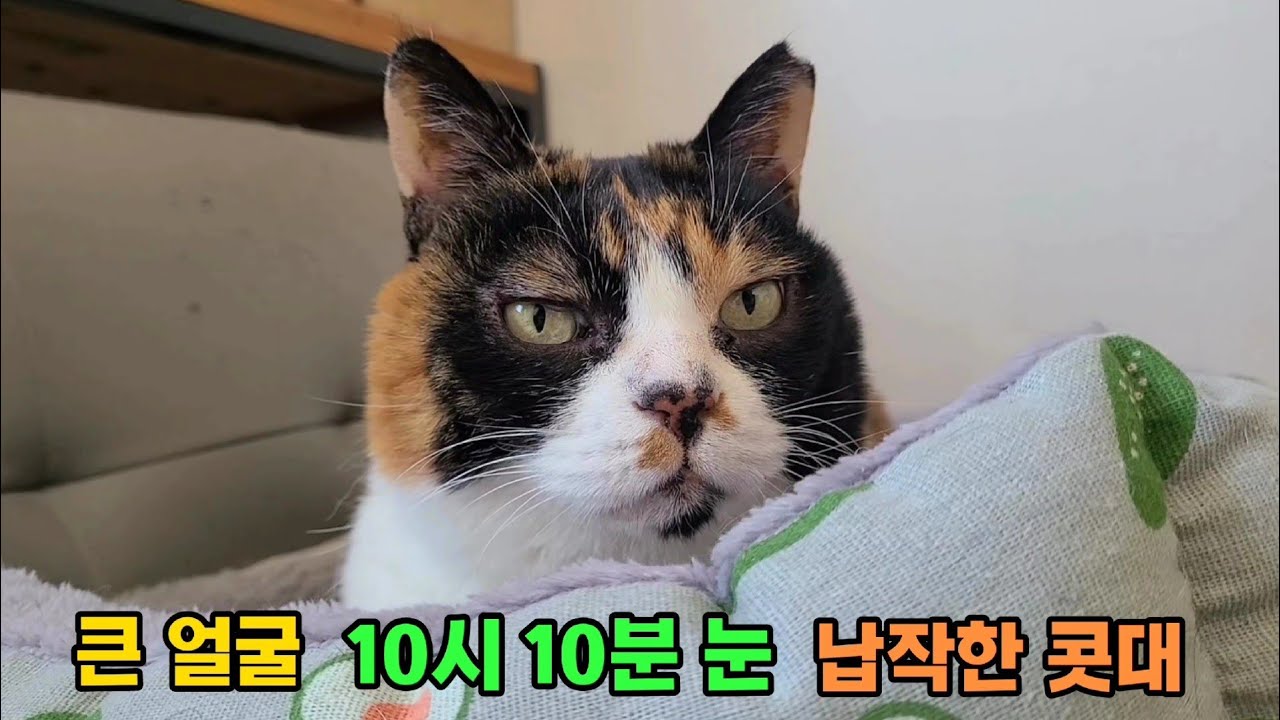 [귀욤주의] 세상에서 제일 특이하게 생긴 고양이❤️