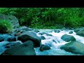 Beautiful Relaxing River Nature Sounds Sleep Meditation Study Stress Relief Mindfulness