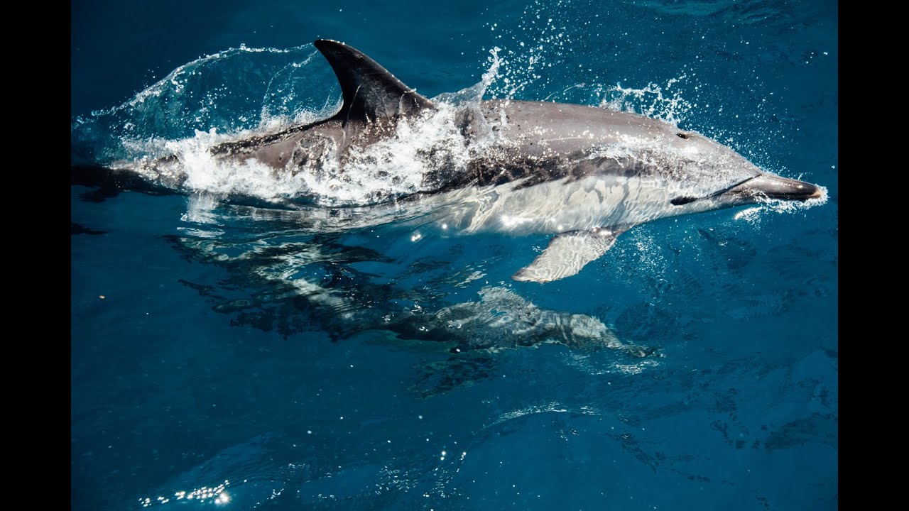 dolphin excursion gran canaria