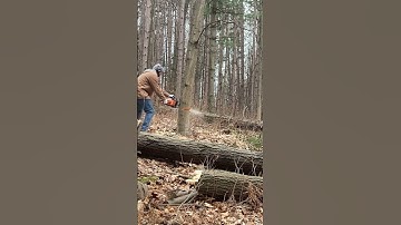 Cutting Trees With Stihl ms250 Chainsaw #chainsaw
