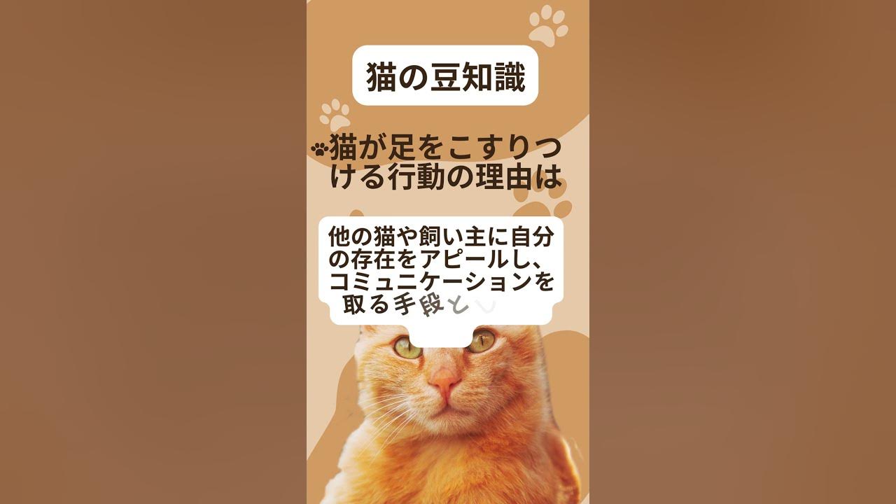 猫が足をこすりつけるのはなぜですか?