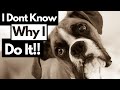 Understanding 12 Strangest Dog Behaviors