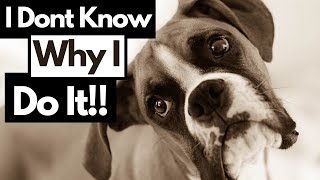 Understanding 12 Strangest Dog Behaviors