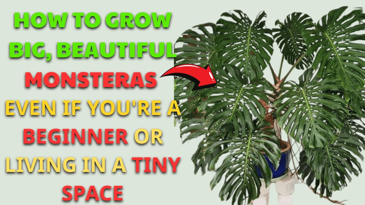 how-to-grow-big-beautiful-monsteras-houseplant-care-guide-for