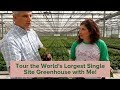 Tour of the Largest Single Site Greenhouse in the World with Me!