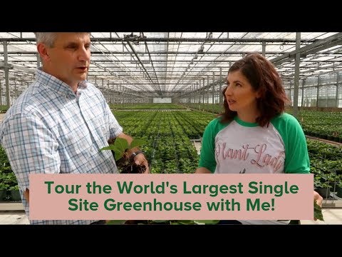 Video: World Of Greenhouses - Greenhouses From The Manufacturer In St. Petersburg