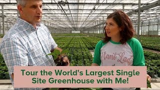 Tour of the Largest Single Site Greenhouse in the World with Me!