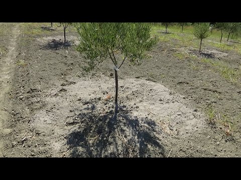Βίντεο: Ανάπτυξη νέων δέντρων μεσκιτιάς: Συμβουλές για τον πολλαπλασιασμό των μεσκιτιών