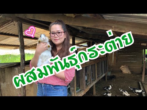 ผสมพันธ์กระต่าย#มือใหม่หัดเลี้ยงกระต่าย