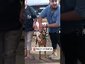 YAMNI & BARBARA GOAT #shortsfeed #goat #trendingshorts #bakraeid #bakraeidspecial #deonarmandi #pet