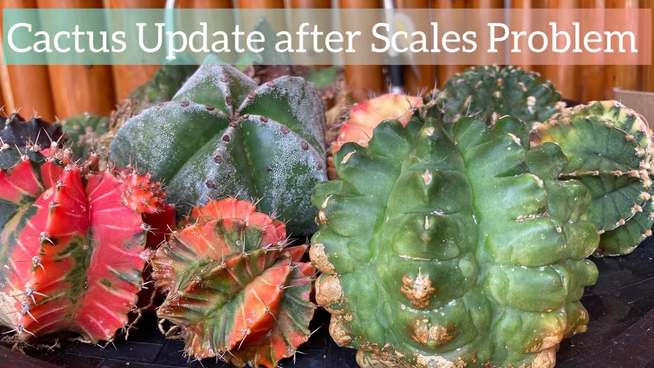 Lets Have Update on Cactus That Have Scales - YouTube