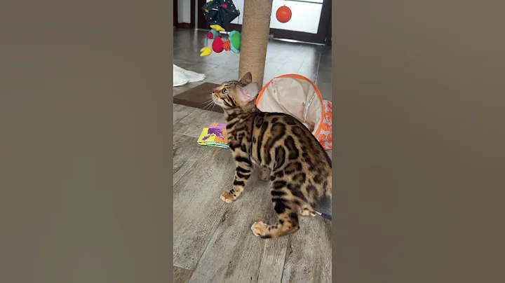 Watch the video about #cat #kitten #georgia #bengals #animals #cute #funny #ფორიუზე #kitty #bengalcat