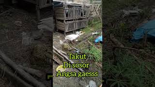 Mbah Khan Lombok Takut Disosor Angsa 
