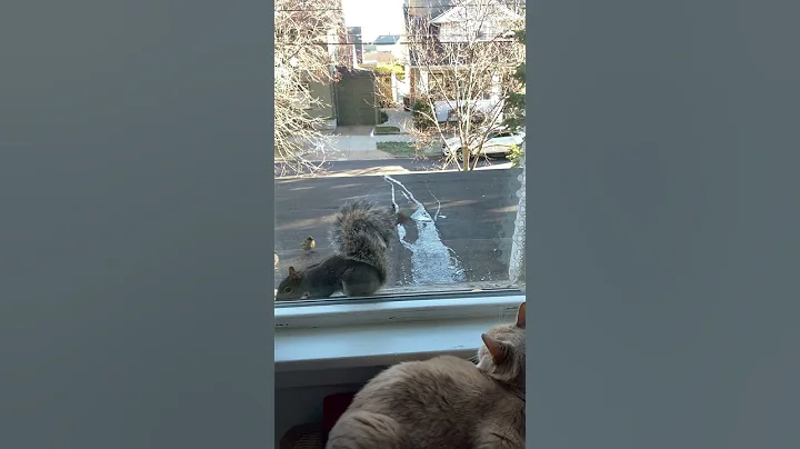 Cat and squirrel