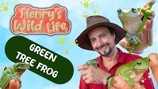 Green Tree Frog  Henry’s Wild Life AUSTRALIA