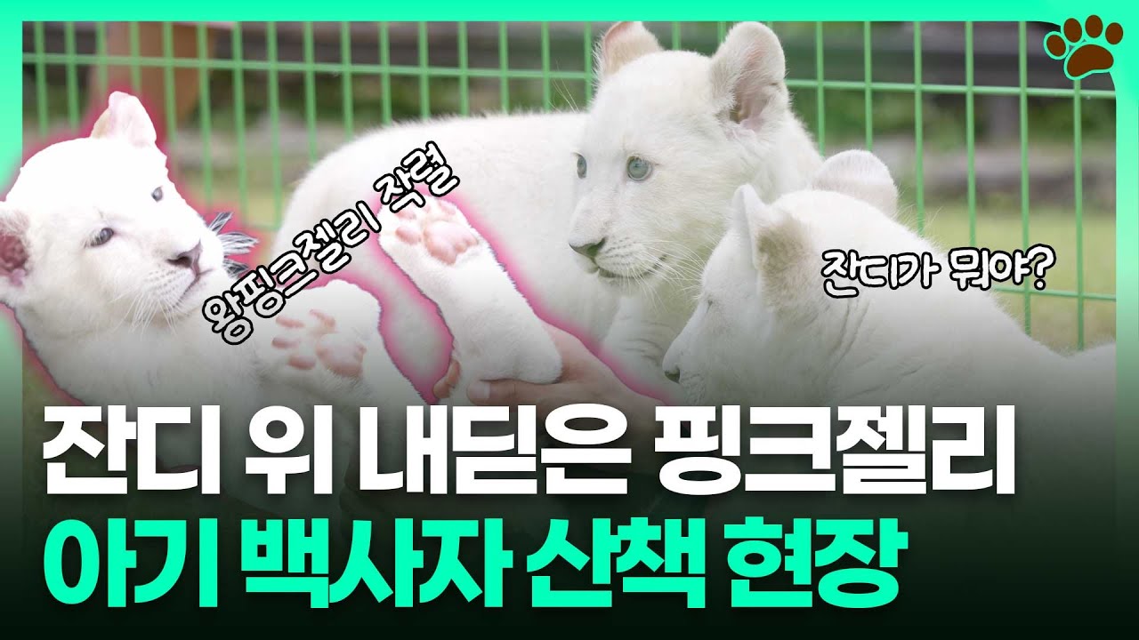 '드디어 자연을 밟았다!' 아기 백사자 루카&루나 공개 전 산책 연습 현장에 가봤습니다ㅣTBC e슈