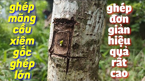 Mãng cầu xiêm ghép Gốc ghép lớn phát triển rất nhanh.|soursop.