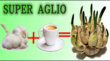 Come è composto il caffè?