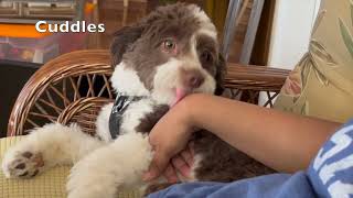 A Day in The Life of Coco, the Mini Aussiedoodle!