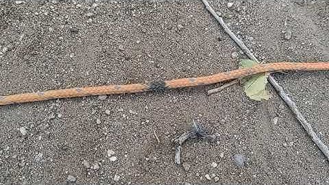 Line-Transect method basics