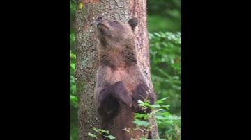 Python HD - High Powered Monocular for Adults