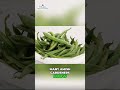 Grow More Veggies: Zucchini & Pole Beans Secrets! #shorts