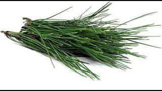 Pine Needle Soda (Like Sprite! Like Gin?) - Fermented!