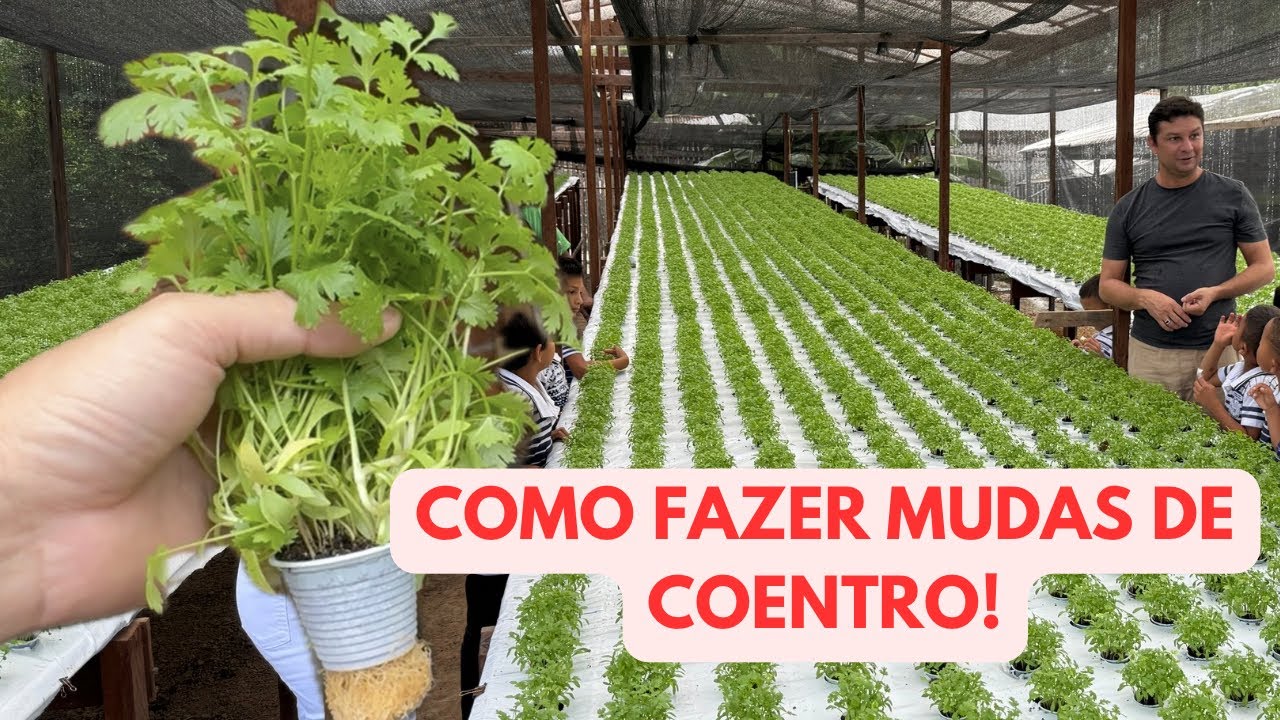 Como fazer mudas de coentro