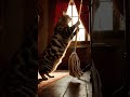 #cat #catlife #funny #cute #fypviral #new