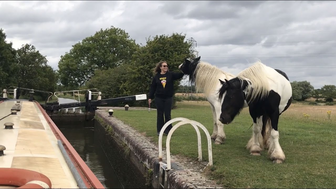 Lock Horses on the Leicester Arm, Summer Daze | Ep 41 Life in a Nutshell