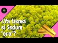 Cuidados para que tu Sedum japonicum (Tokyo sun) crezca como alfombrita.