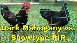 Rhode Island Red (RIR) Chickens Philippines  Dark Mahogany vs. Showtype RIR