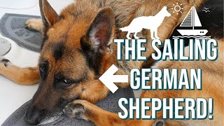 Sailing Bluefin Ep#20: Day in the life of a sailing dog - Our German shepherd's adventures in Yamba!