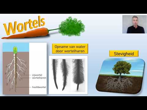 Wortels, stengels, bladeren – thema planten – Video 1 van 4 Biodam