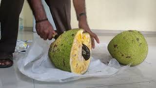 Processing of Jack Fruit_ Cutting