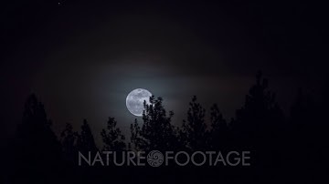 full moon rising behind tree line timelapse