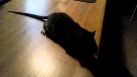 Rat movie