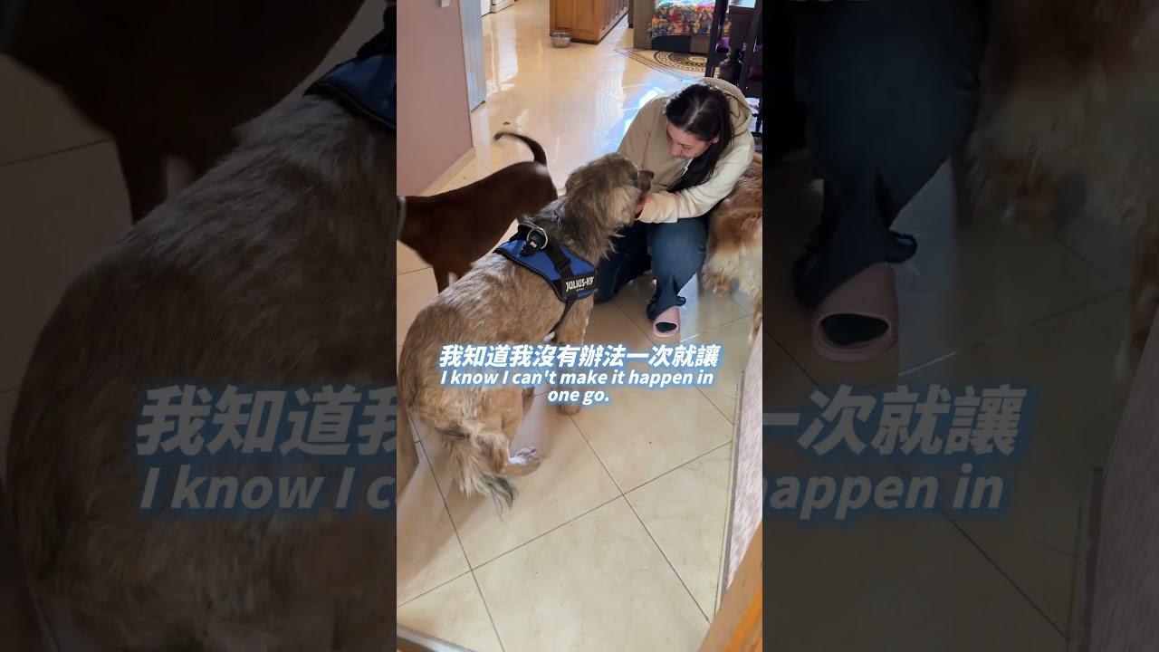 喬治亞EP17 流浪狗永遠救不完🥹🥹 希望你們今天都能飽餐一頓 縮圖