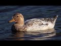 Видео про утку, утка плавает в реке