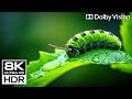 MIND BLOWING 4K Videos | Dolby Vision 4K ULTRA HD HDR 120 fps (4K/8K TV)