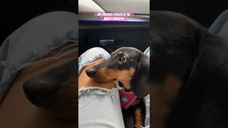 The cutest mini dachshund puppy compilation #minidachshund #dachshund #doglover #cuteanimals