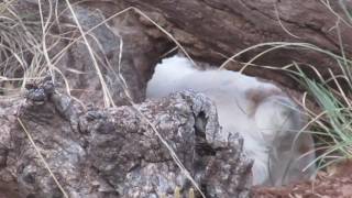 Zoe Digging Working On Her Foxhole 1