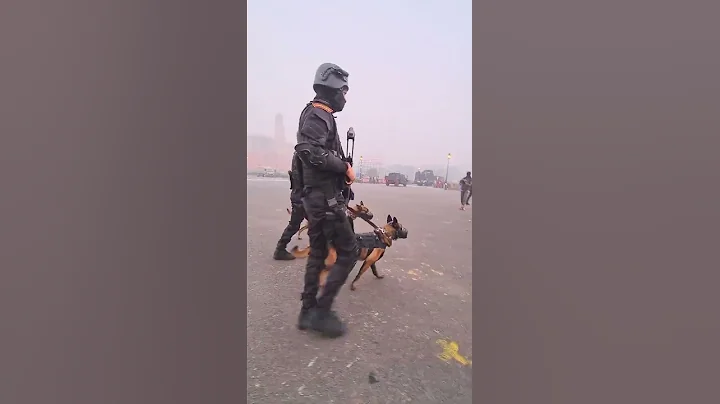 Super Soldier Belgian Malinos (NSG) Elite commando forces’ K9 (canine) unit | #NSG #K9Unit #Shorts
