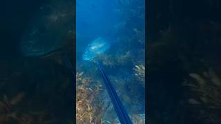 HUGE Snapper Spearfishing